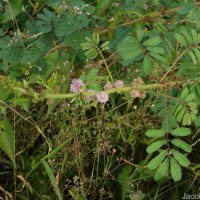 Mimosa diplotricha C.Wright